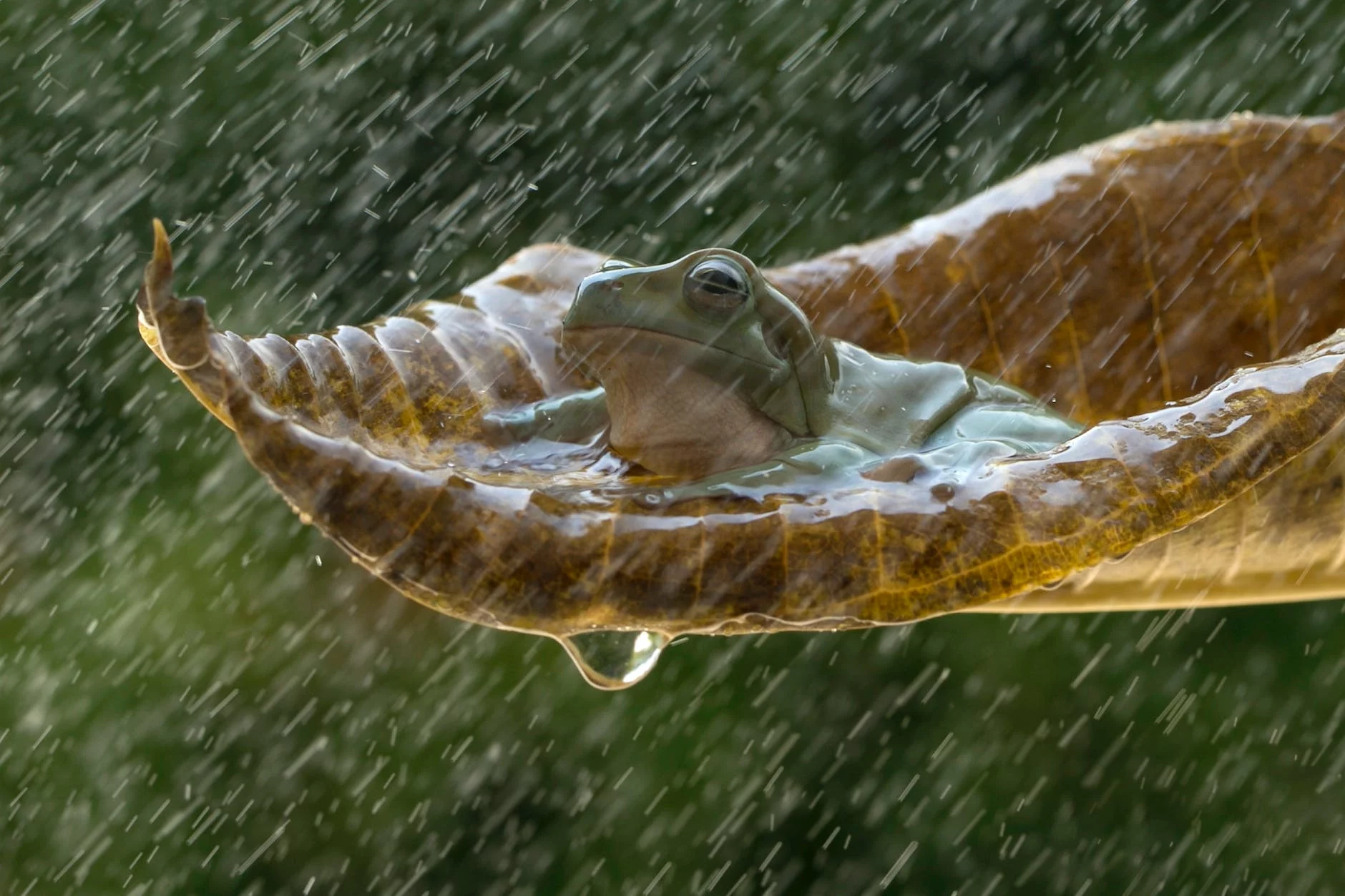 frog sitting on a leaf in rain