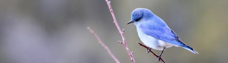 bluebird on a twig