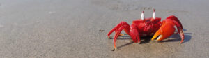 Closeup of a red crab on a beach.